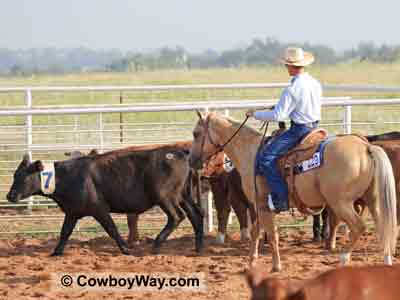 A Ranch Cutting horse sorts a cow out of the herd