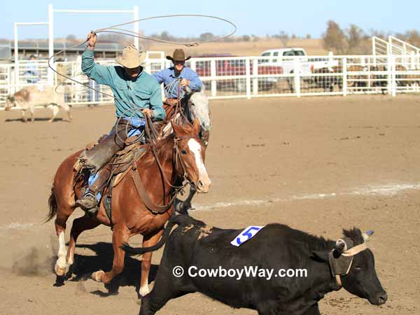 Two cowboys chase a steer to rope it