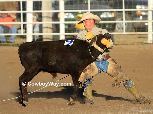 A cowboy works hard to mug a steer in a ranch rodeo