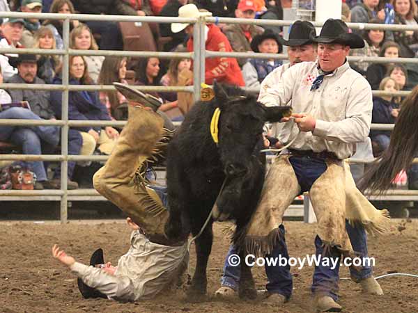 A ranch rodeo cowboy falls beside a steer