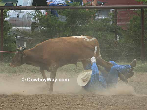 A cowboy gets trampled at a ranch rodeo