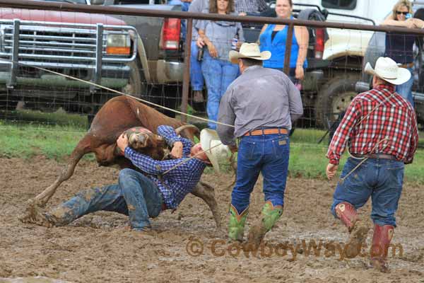 A cowboy mugs a steer