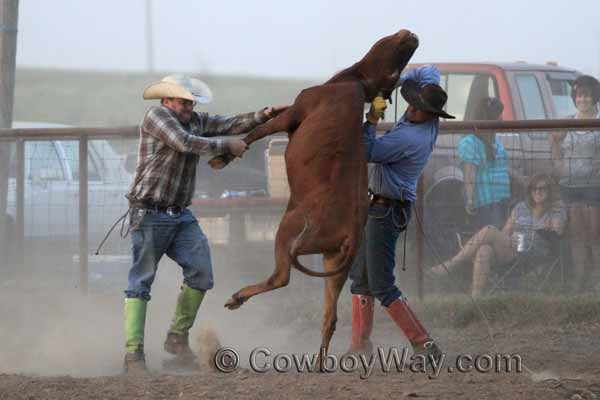 A steer leaps into the air with two cowboys holding on
