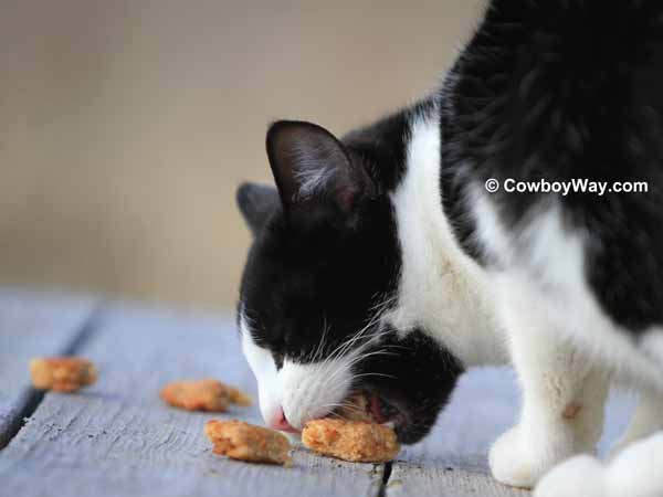 Eenie eating a treat