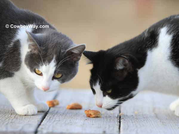 Lemur and Eenie investigating the treats Two cats investigate the treats