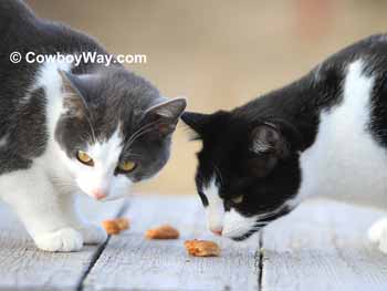 Two cats testing homemade cat treats