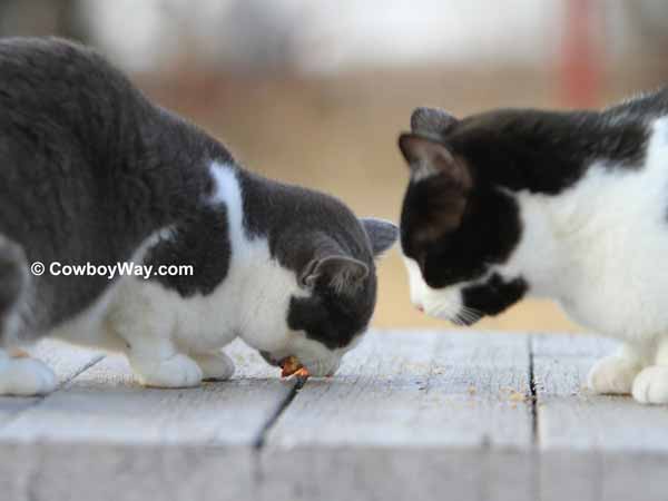 A gray and white cat eats a treat