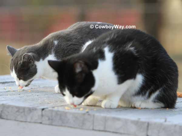 Two cats eating treats Two cats eating treats
