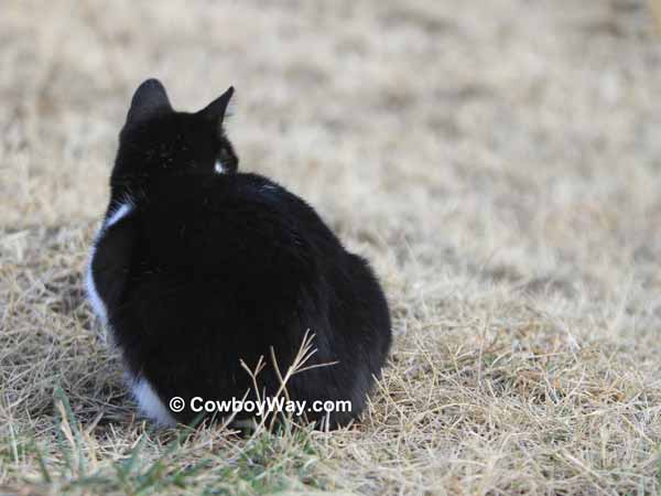 A cat with her back turned