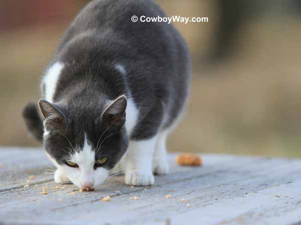 A gray and white cat licks up cat treat crumbs