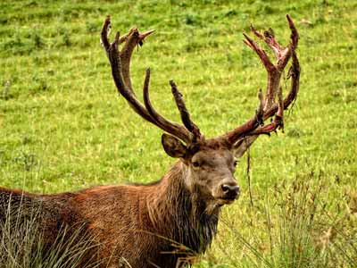 A male red deer with large antlers