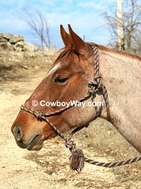 Halter on a horse