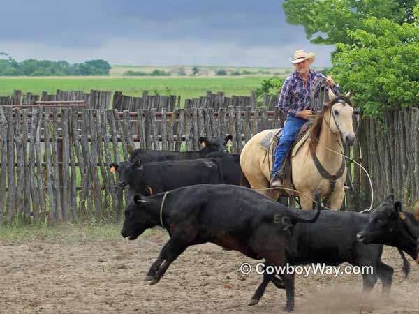 A cowboy ropes a calf while riding a buckskin horse