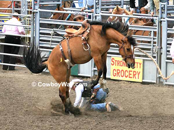 Saddle bronc riding is dangerous: A saddle bronc rider gets bucked off
