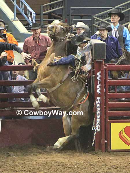A saddle bronc rider comes out of the chute