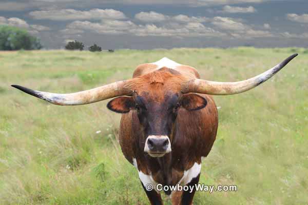 Picture of a Longhorn cow in a green pasture