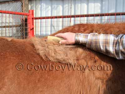 Using the SleekEZ on a shedding horse