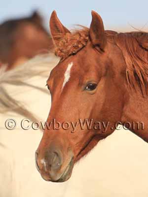 Horse with an elongated star and a snip