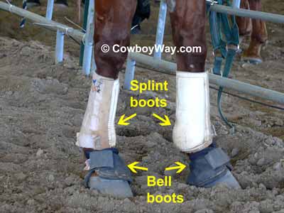 Splint boots and bell boots on a horse