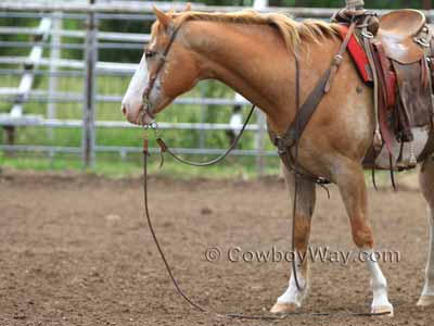 Leather split reins being used to cue a horse to ground tie