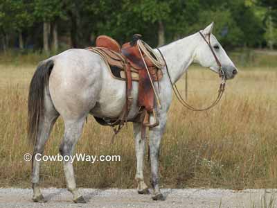 This horse's feet are close to square