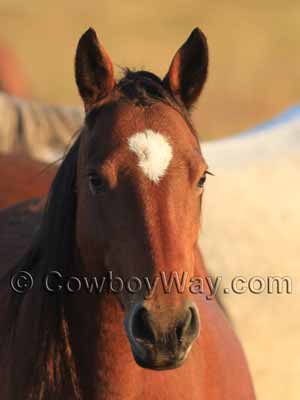 A large star on a horse's head