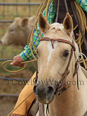 Face markings on a horse: Connected star and strip