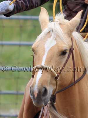 Star, strip, and snip face markings on a horse