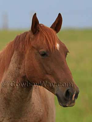 Horse markings: Star and snip