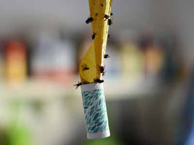 A sticky fly trap full of flies