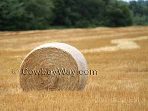 Wheat straw