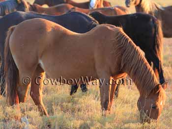 A swaybacked horse