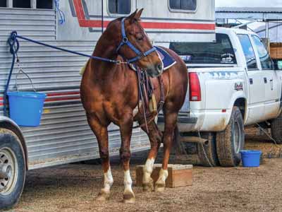 A horse tied to a horse trailer