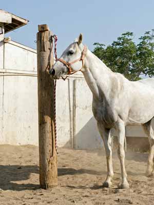 A gray horse tied to a large post