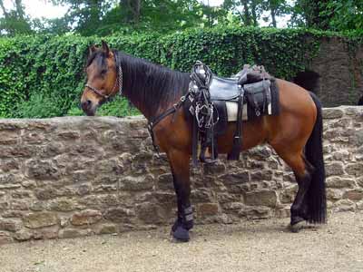A bay horse ready to go on a trail ride