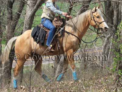 A lady trail rider on a palomino horse on a wooded trail