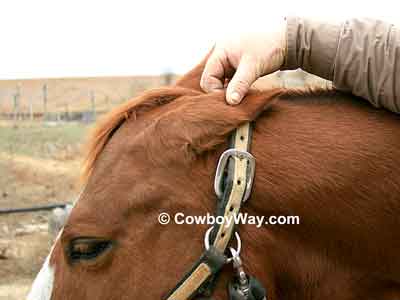 A bridle path is often trimmed to be as long as the horse's ear is tall