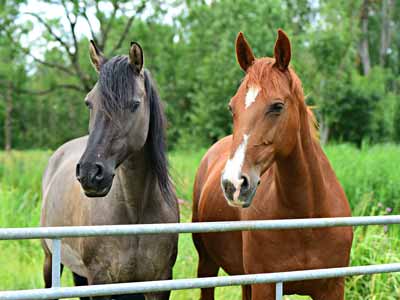 Two horses without flies on them