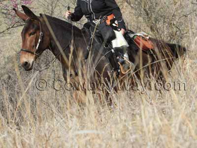 A rider uses a Tucker saddle on a trail ride