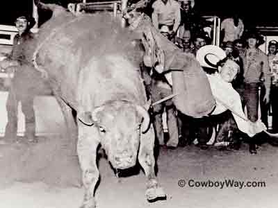 Bucking bull VO5, 1978