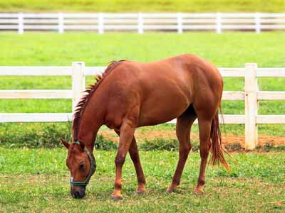 A sorrel horse grazing in front of vinyl horse fence