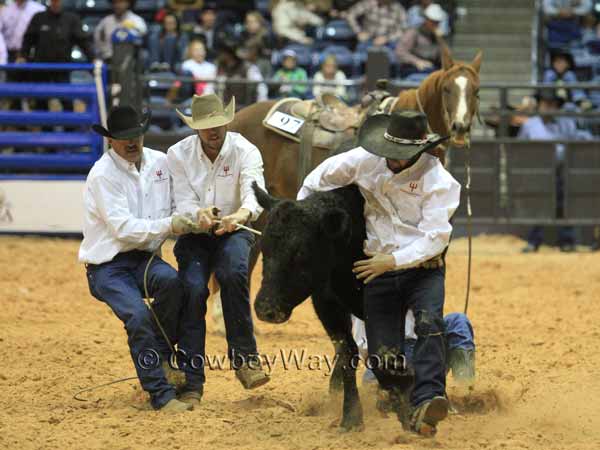 All four members of a ranch rodeo team try to mug and milk a cow