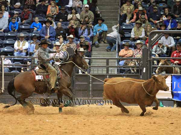 A ranch rodeo team member ropes a wild cow