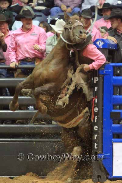 WRCA Ranch Bronc Riding 2014 - Bronc Rider Daniel Scribner get a rough trip out of the bucking chute