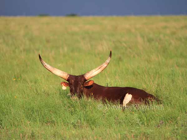 A Watusi cow
