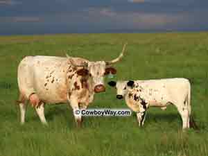 A wet cow