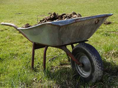 A wheel barrow full of manure from cleaning a horse stable