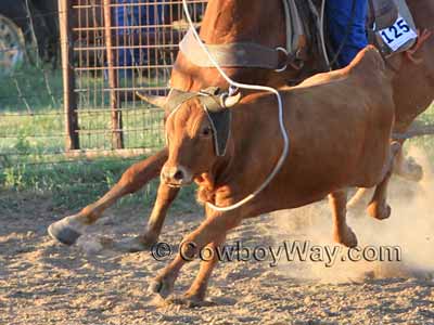 The third legal head catch: Around the neck