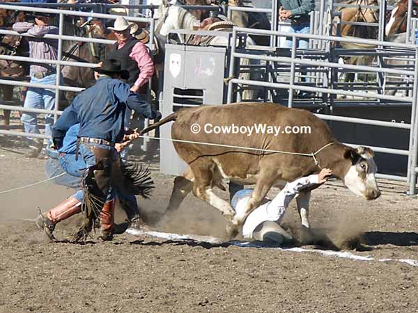 A wild cow tramples a cowboy