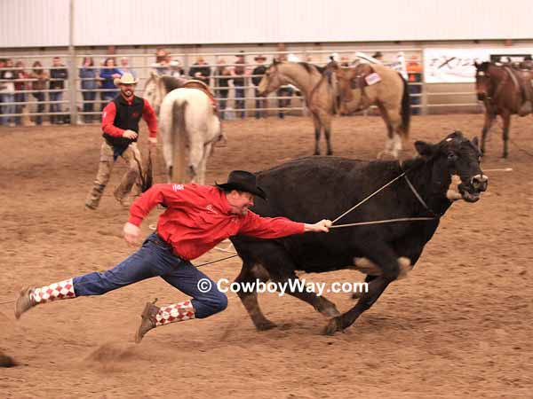 A cowboy tries to take a rope off a cow in the wild cow milking